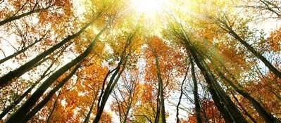 Light in trees