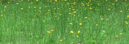 Meadow